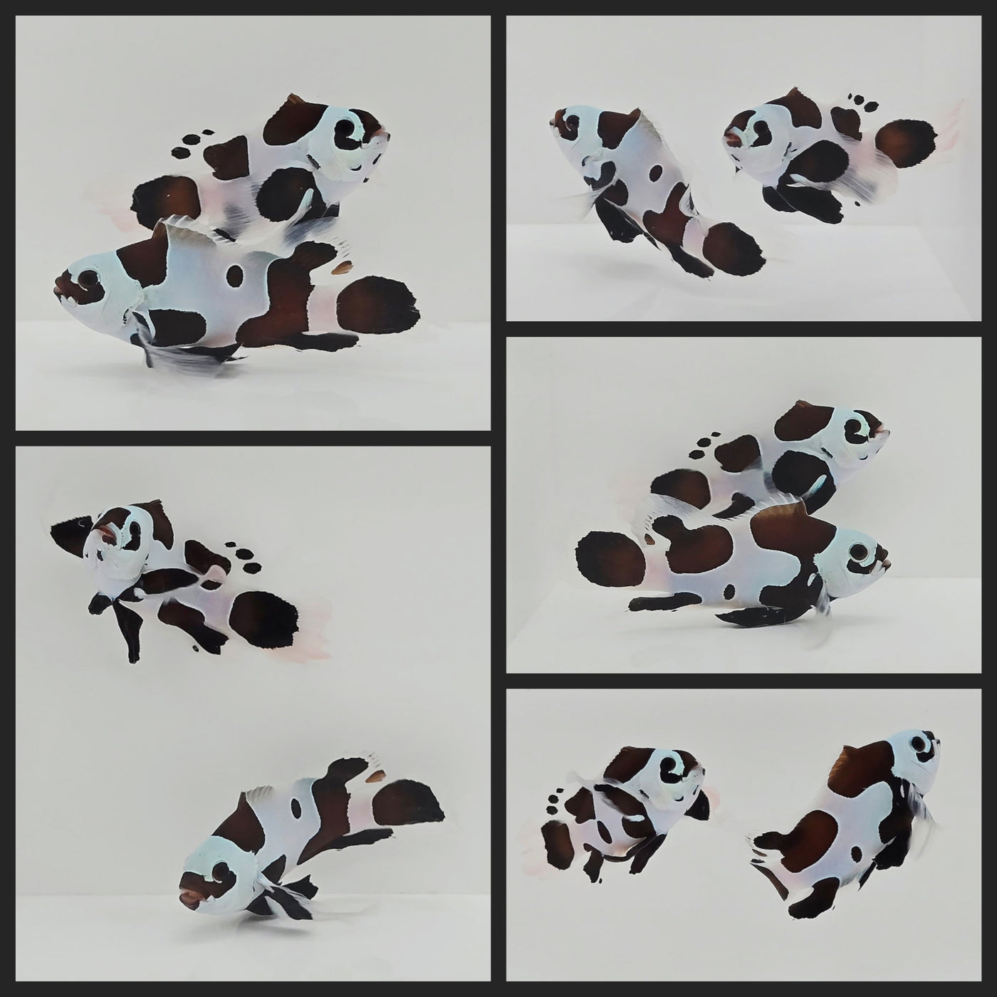 Clownfish Bonded Pair Black Storm Roundtail Longfin