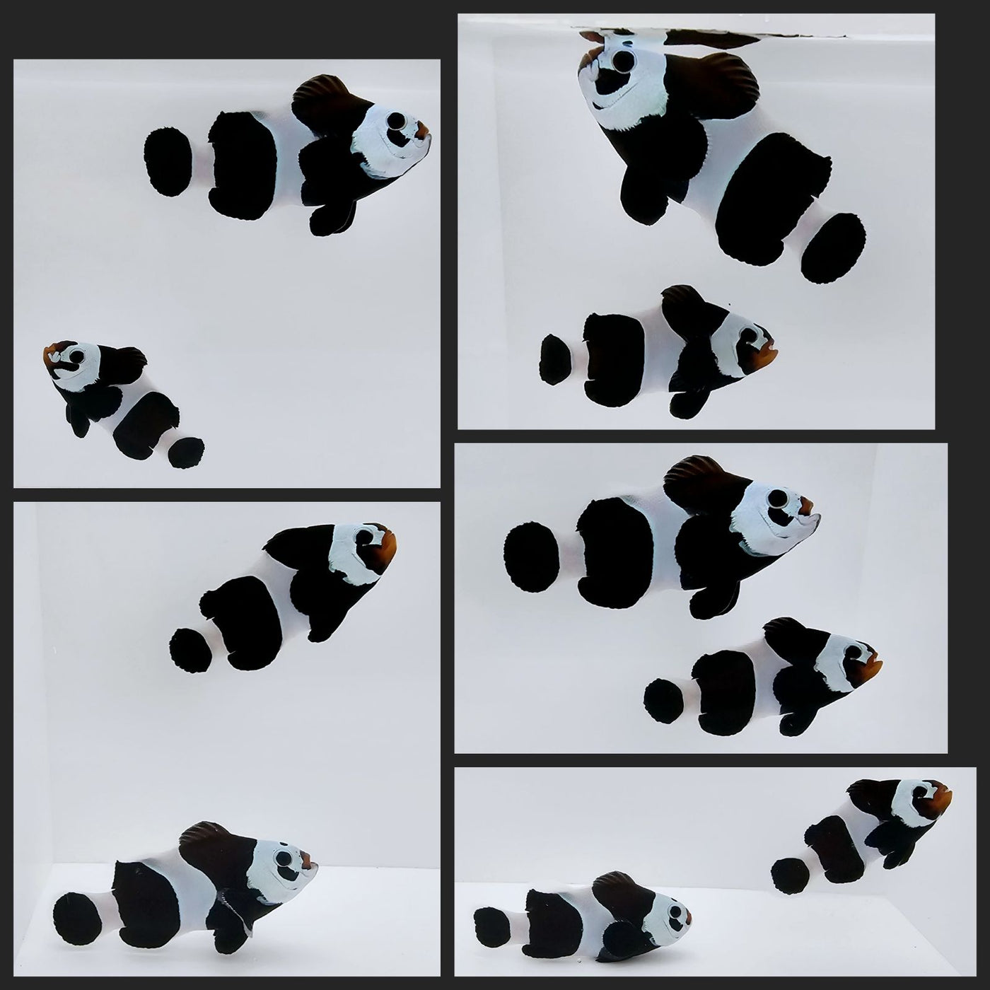 Clownfish Bonded Pair Black Storm Semi