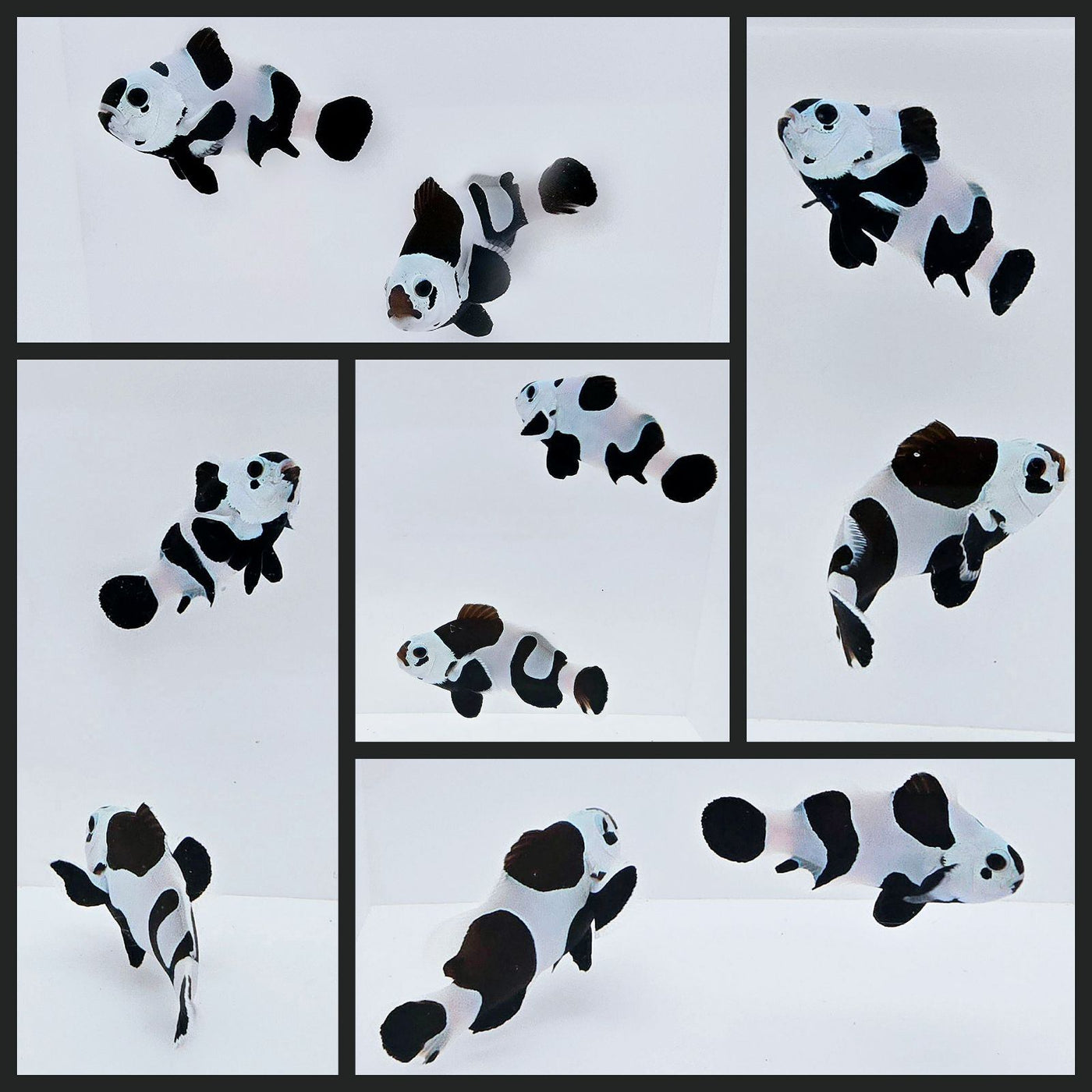 Clownfish Bonded Pair Black Storm Semi