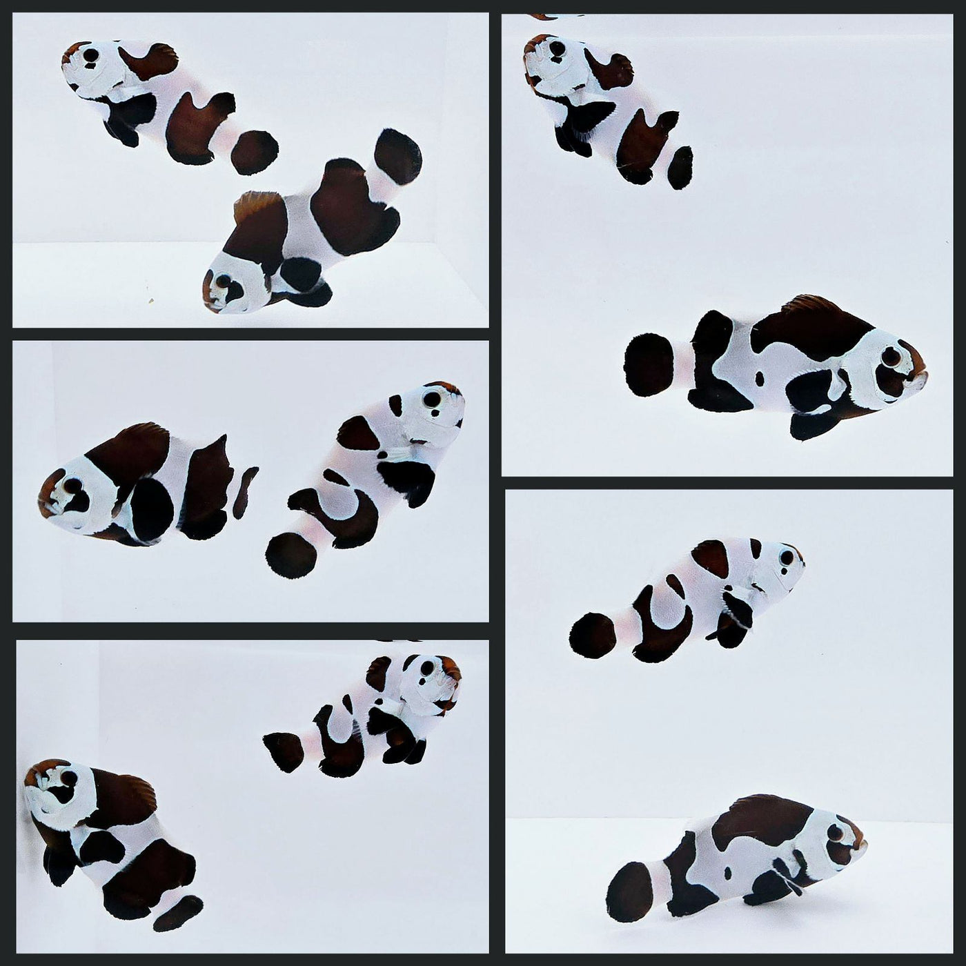 Clownfish Bonded Pair Black Storm Semi