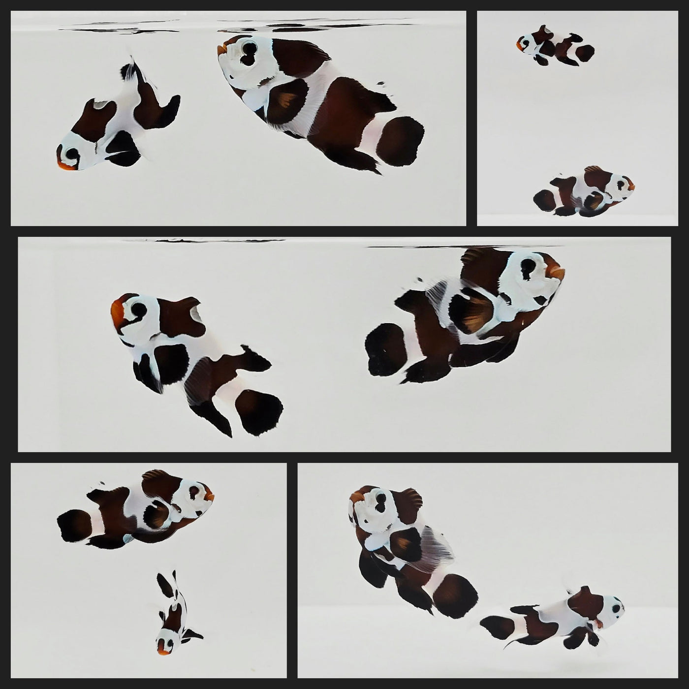Clownfish Bonded Pair Black Storm Semi Roundtail Longfin
