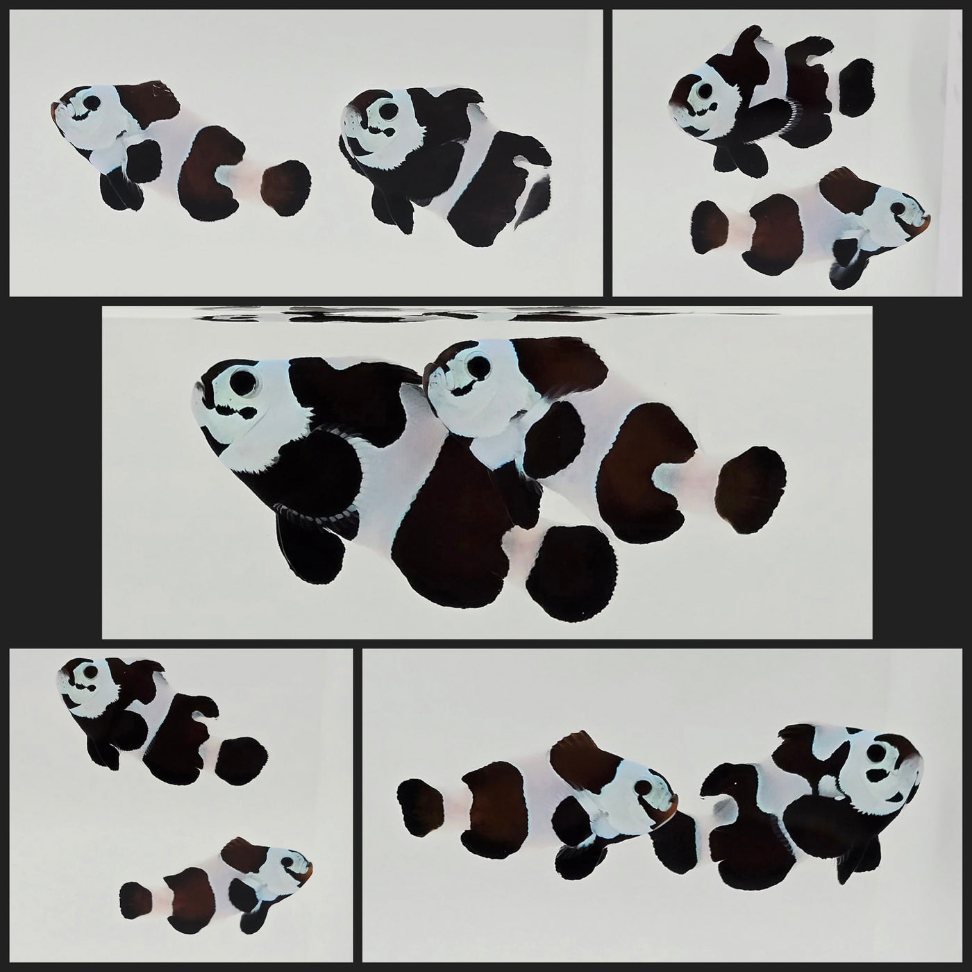 Clownfish Bonded Pair Black Storm Semi