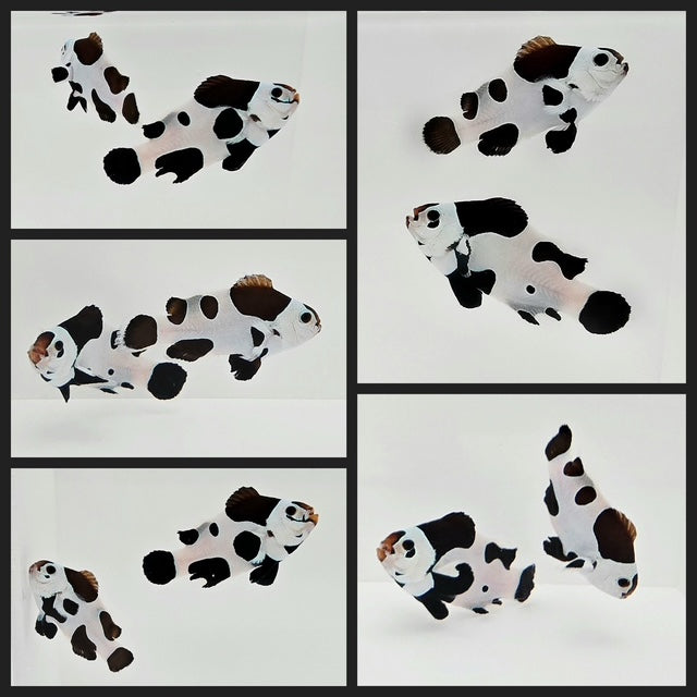 Clownfish Bonded Pair Black Storm