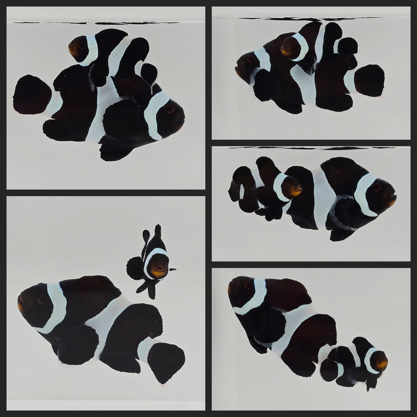 Clownfish Bonded Pair Black Stubby
