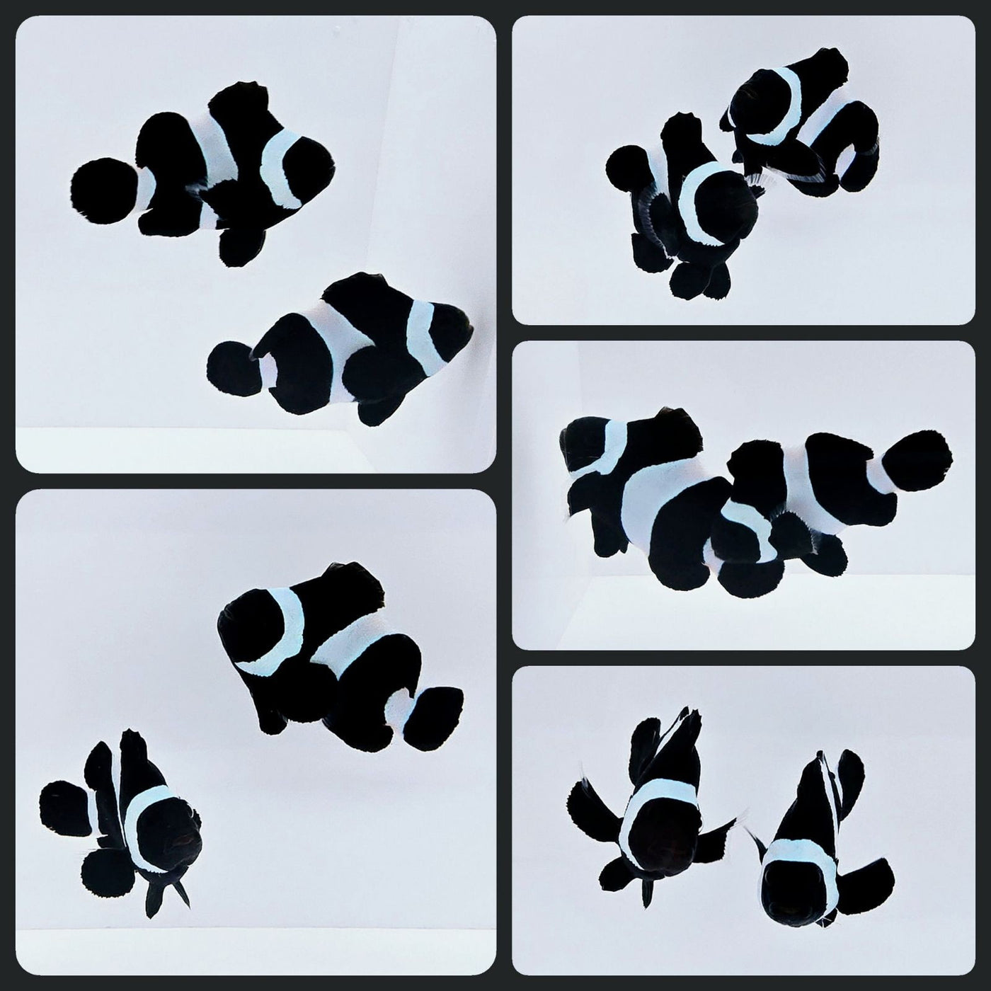 Clownfish Bonded Pair Black Stubby