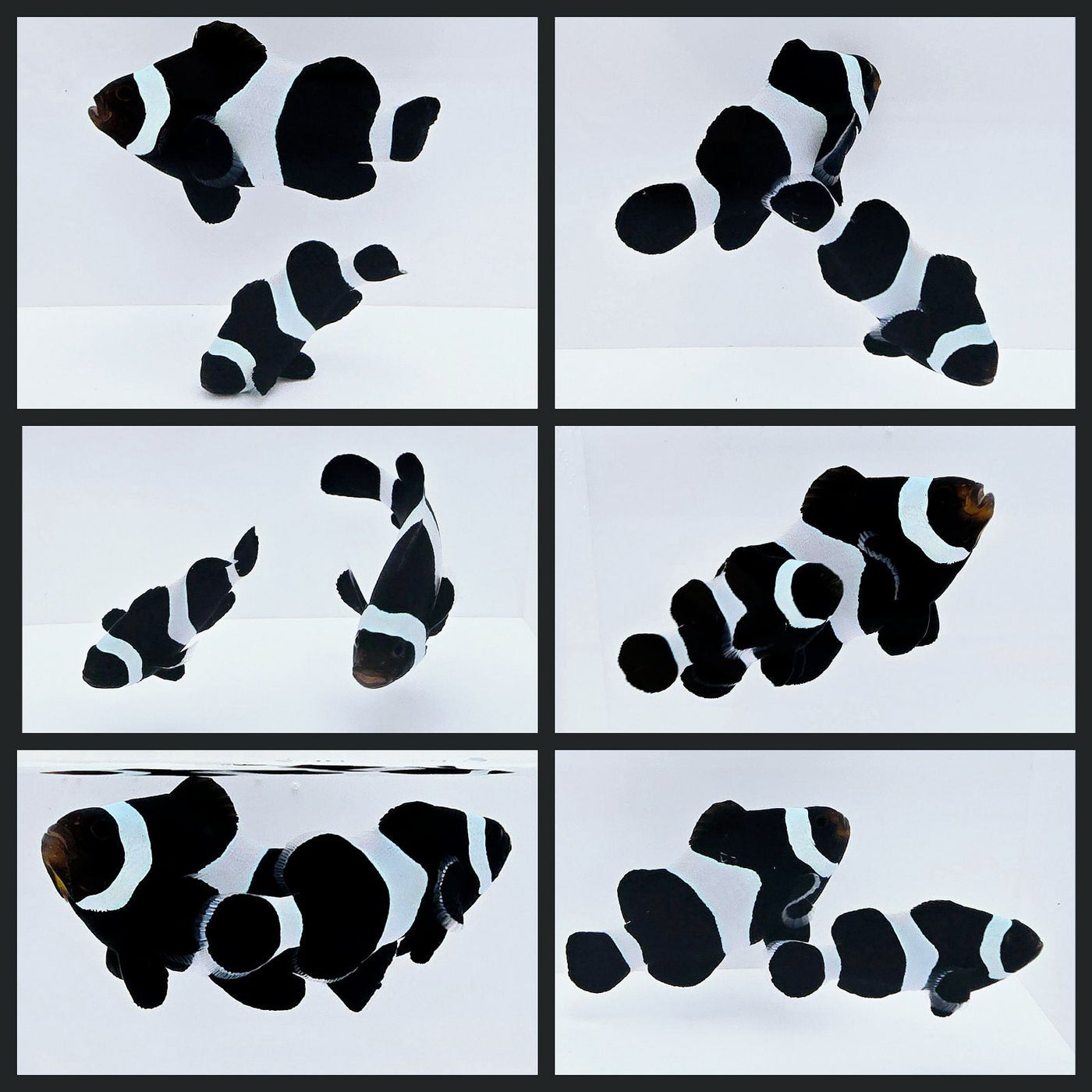Clownfish Bonded Pair Black