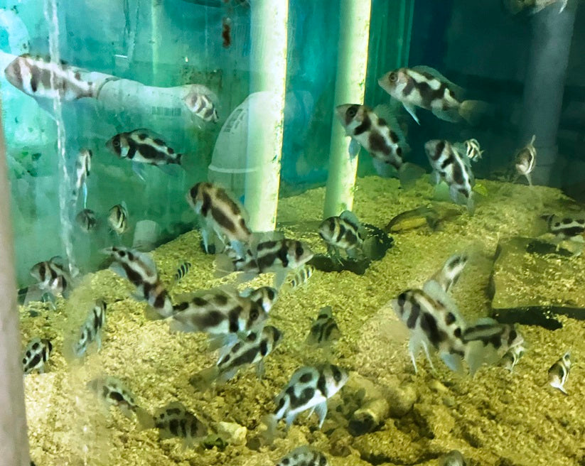Black Widow Frontosa Cichlid 4 LOT