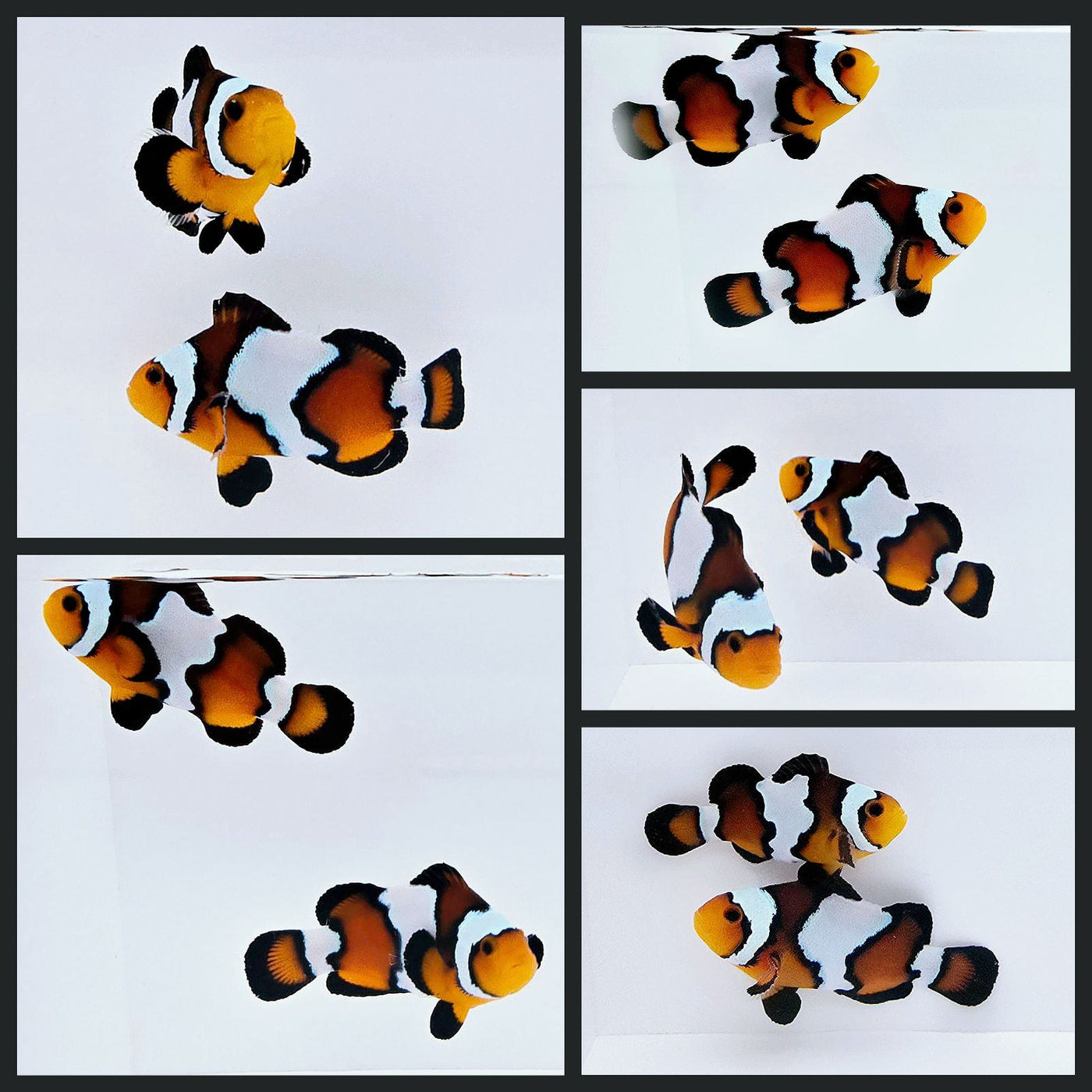 Clownfish Bonded Pair Blacker Ice