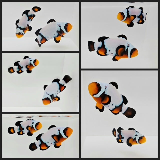 Clownfish Bonded Pair Blacker Ice Extreme