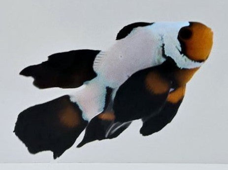 Clownfish Blacker Ice Extreme Roundtail Longfin