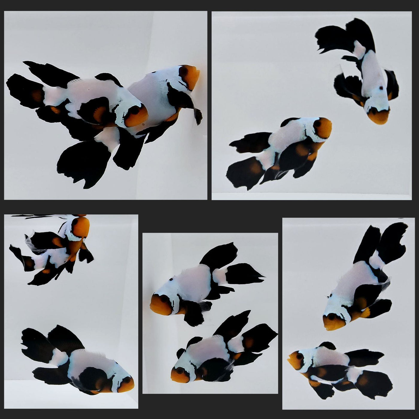 Clownfish Bonded Pair Blacker Ice Extreme Roundtail Longfin