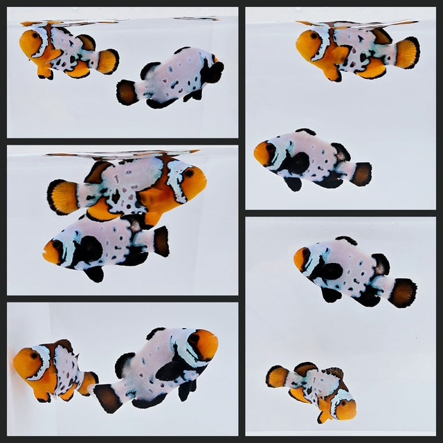 Clownfish Bonded Pair Blacker Ice/Fancy Snowflake w/ Bulletholes Super Blue