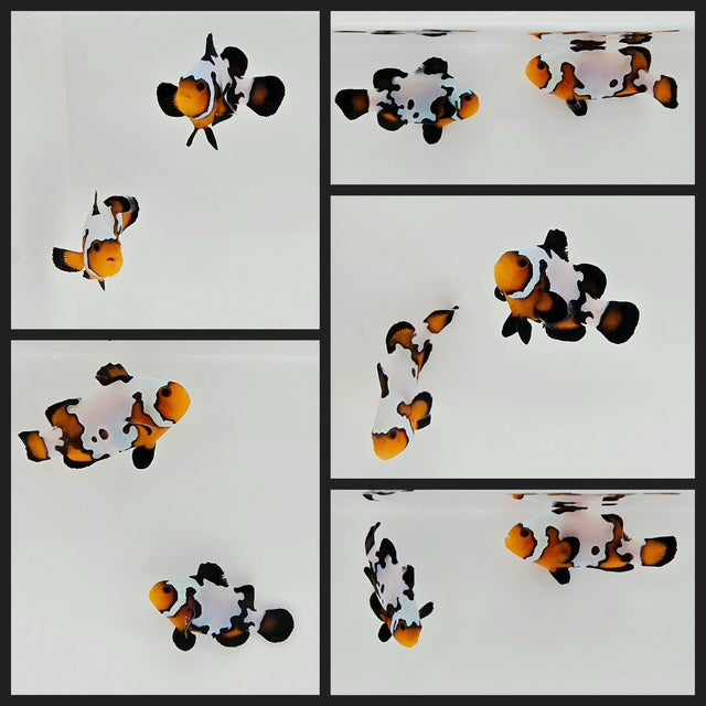 Clownfish Bonded Pair Blacker Ice/Ice Mocha