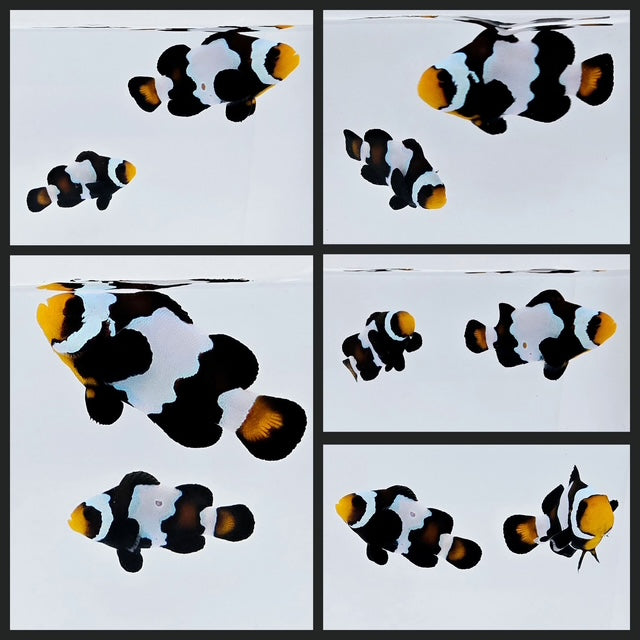 Clownfish Bonded Pair Blacker Ice