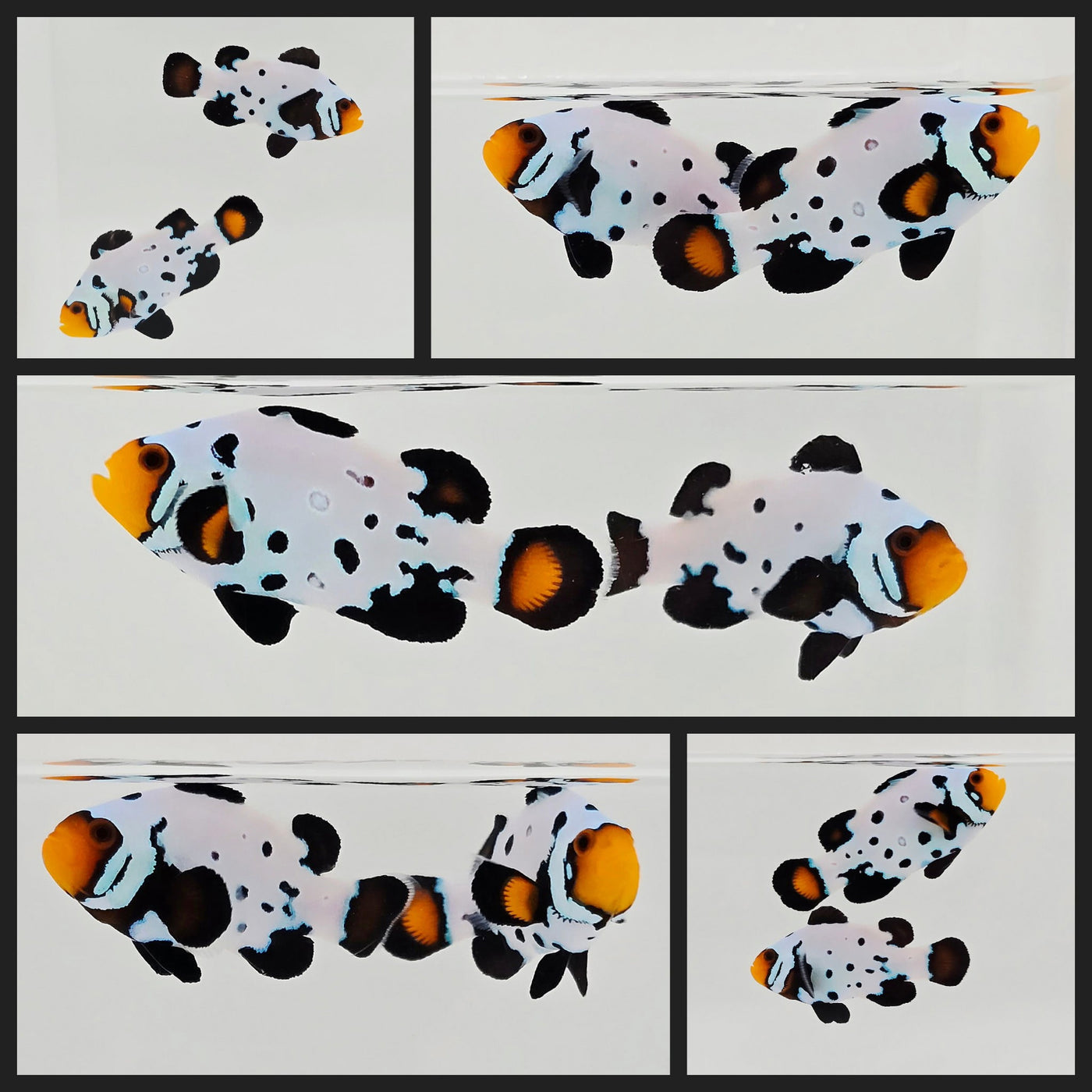 Clownfish Bonded Pair Blacker Ice Special w/ Bulletholes