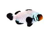 Clownfish Blacker Ice Special