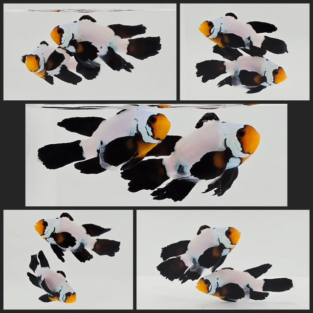 Clownfish Bonded Pair Blacker Ice Special Roundtail Longfin