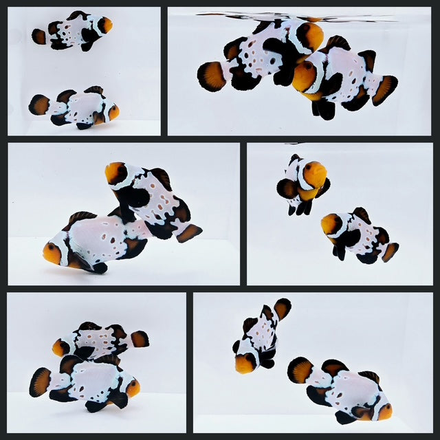 Clownfish Bonded Pair Blacker Ice w/ Bulletholes