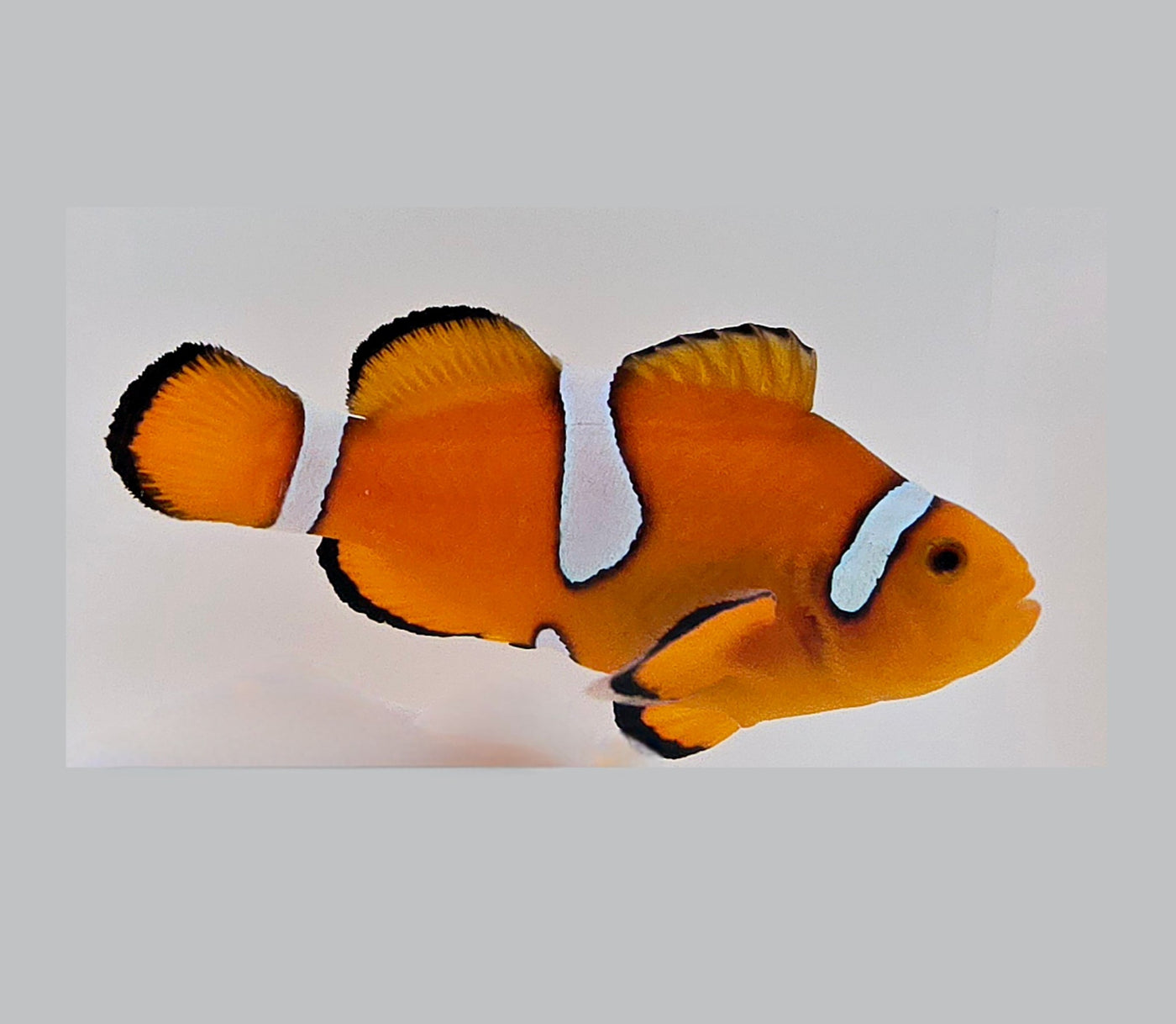 Clownfish Orange Blaze Misbar