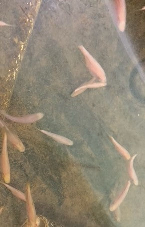Blind Cave Fish, Mexican Tetra