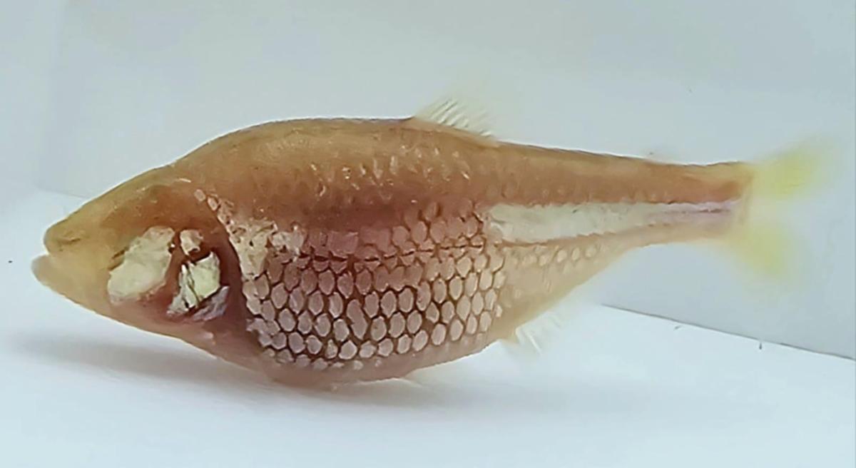 Blind Cave Fish, Mexican Tetra