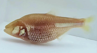 Blind Cave Fish, Mexican Tetra