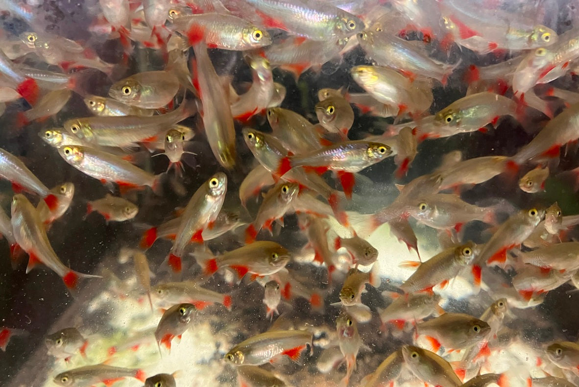 Bloodfin Tetra