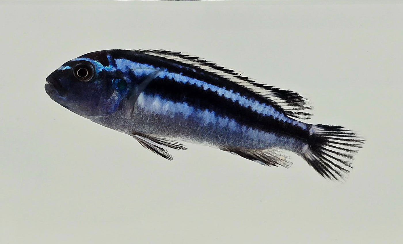 Blue Maingano Cichlid