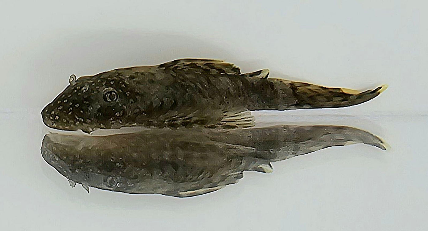 Bristlenose Pleco