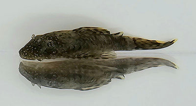 Bristlenose Pleco
