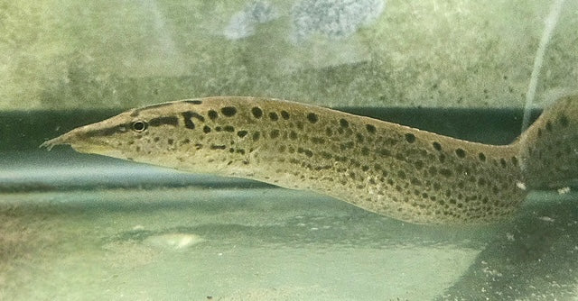 Burmese Tire Track Eel