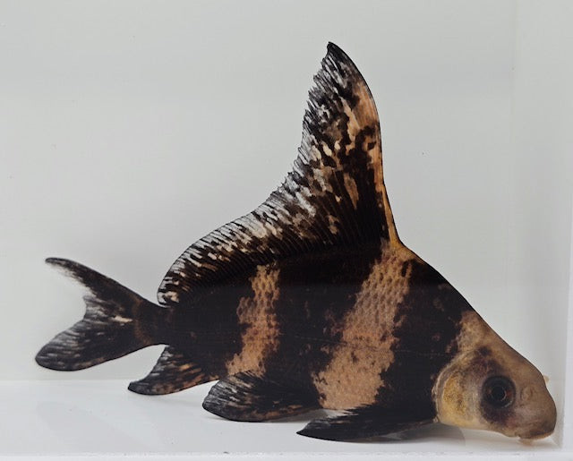 Chinese high-fin banded shark