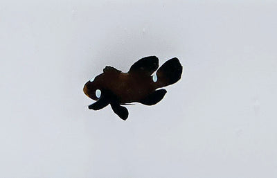Clownfish Chocolate Domino Roundtail Longfin