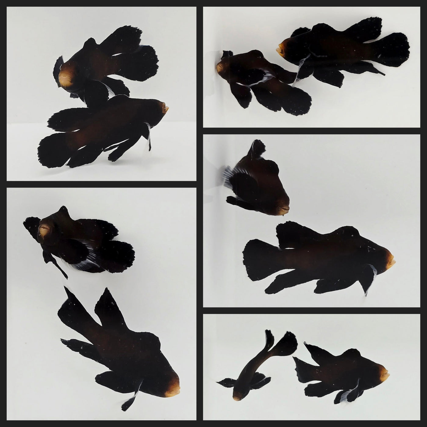 Clownfish Bonded Pair Chocolate Midnight Roundtail Longfin