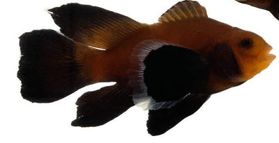 Clownfish Chocolate Midnight Roundtail Longfin