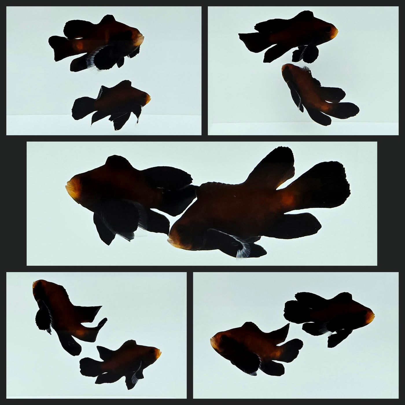 Clownfish Bonded Pair Chocolate Midnight Roundtail Longfin