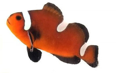 Clownfish Chocolate Misbar