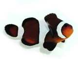 Clownfish Chocolate Misbar