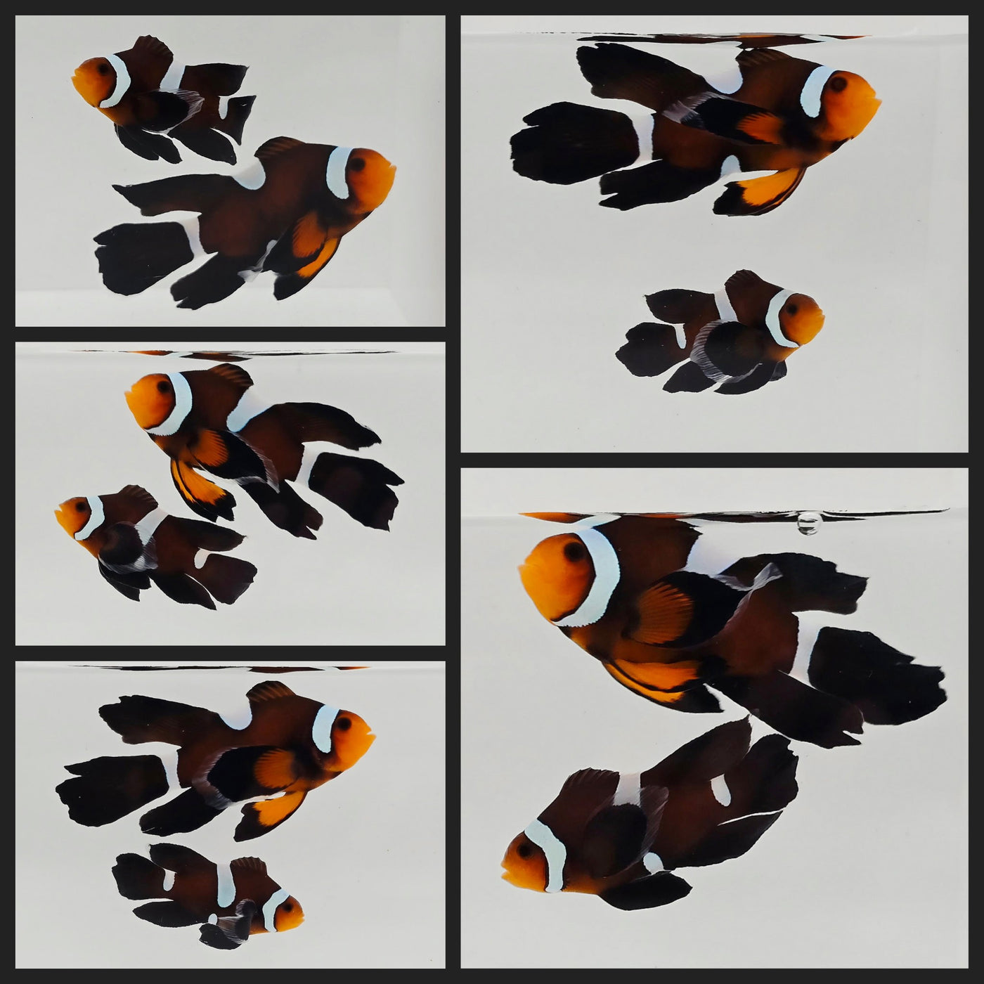Clownfish Bonded Pair Chocolate Mocha Misbar Roundtail Longfin