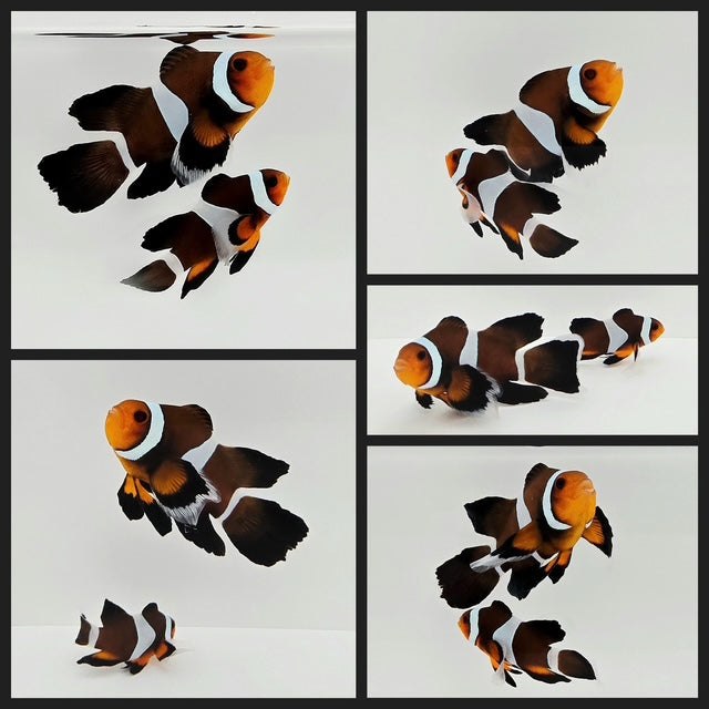 Clownfish Bonded Pair Chocolate Mocha Roundtail Longfin