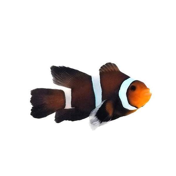Clownfish Chocolate Mocha Roundtail Longfin