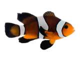 Clownfish Chocolate Mocha Roundtail Longfin