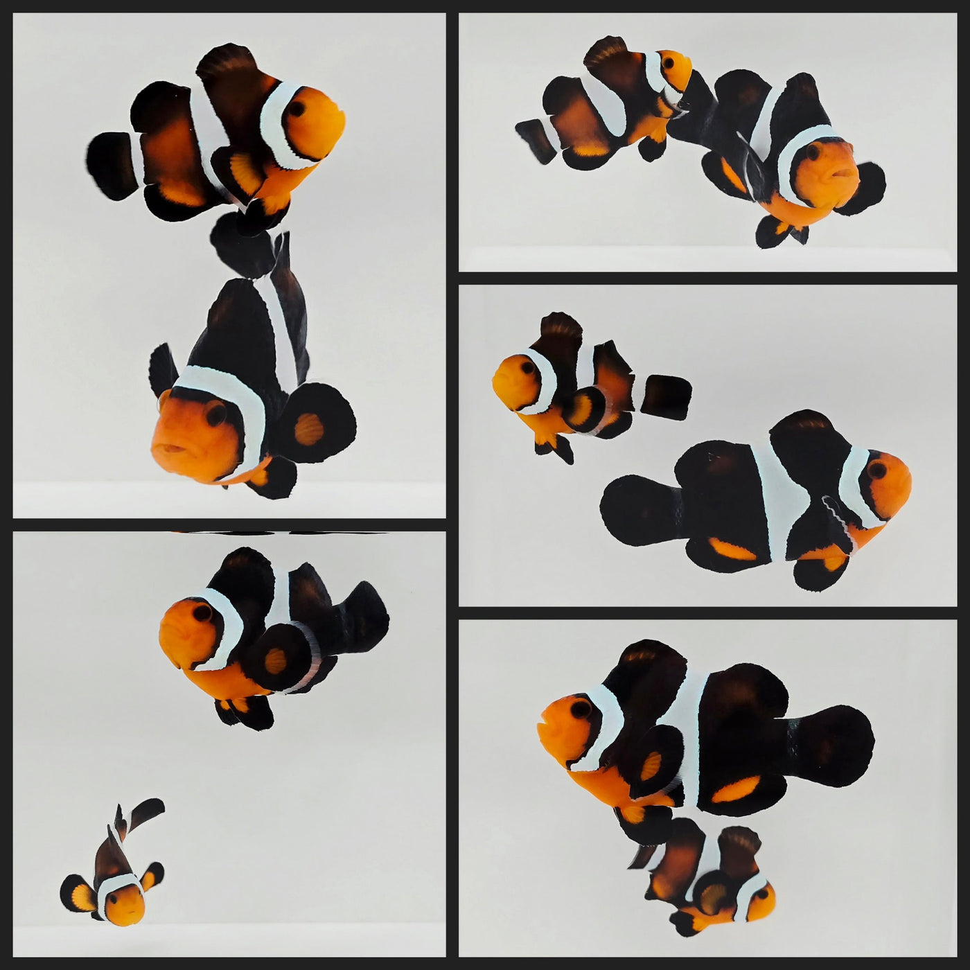 Clownfish Bonded Pair Chocolate Mocha Stubby