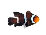 Clownfish Chocolate Roundtail Longfin
