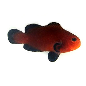 Clownfish Chocolate Midnight