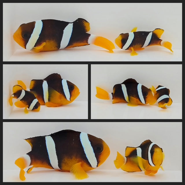 Clownfish Bonded Pair Clarkii