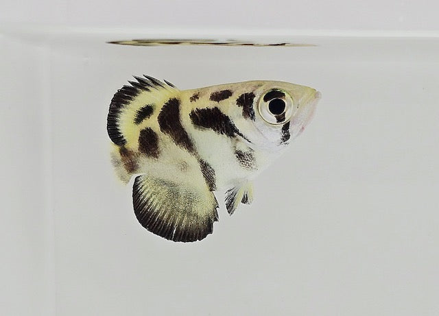 Clouded Archerfish