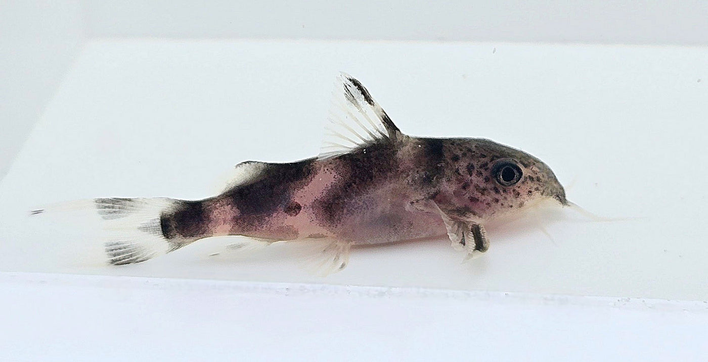 Clown Synodontis Catfish