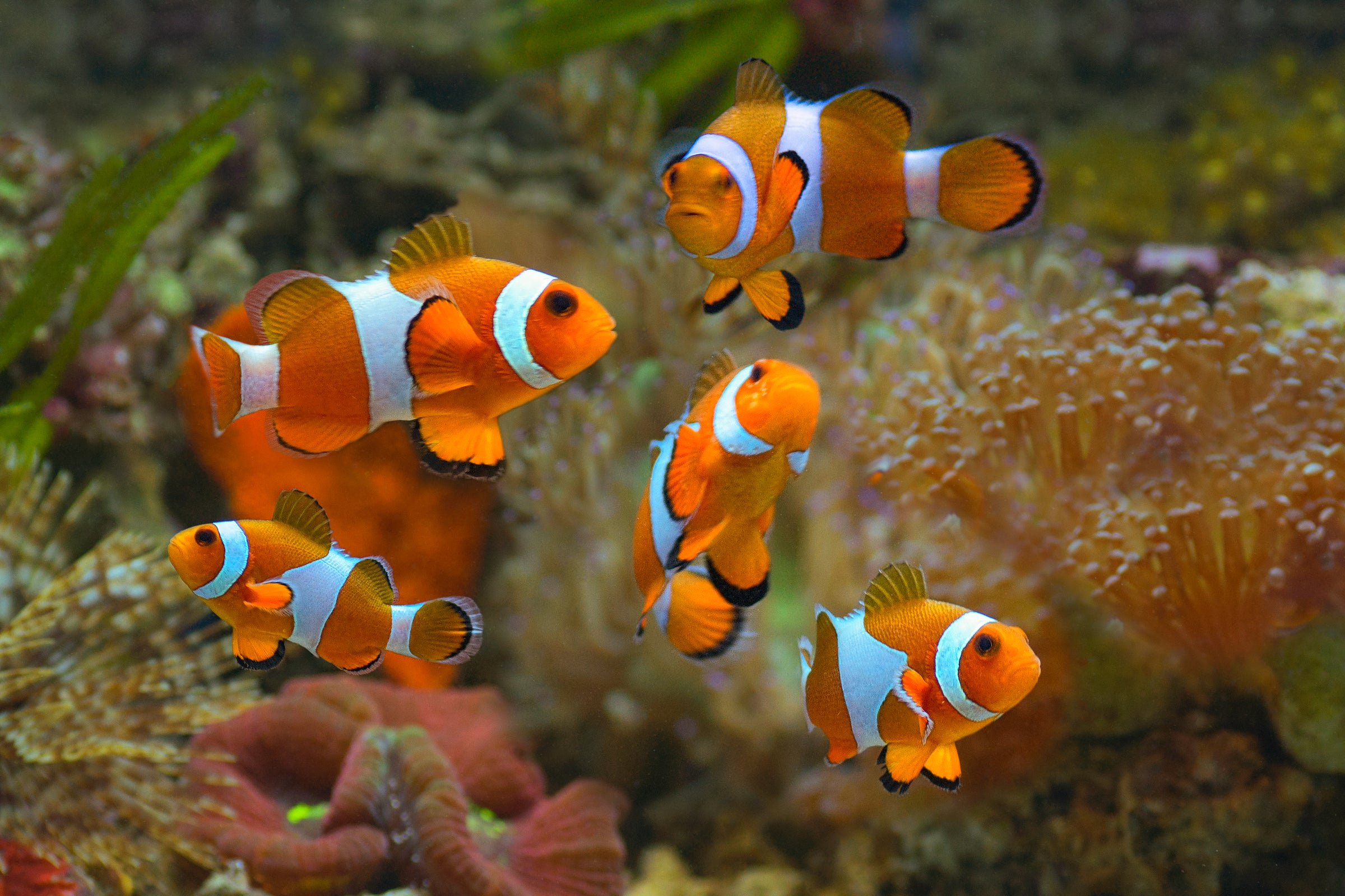 Clownfish For Sale