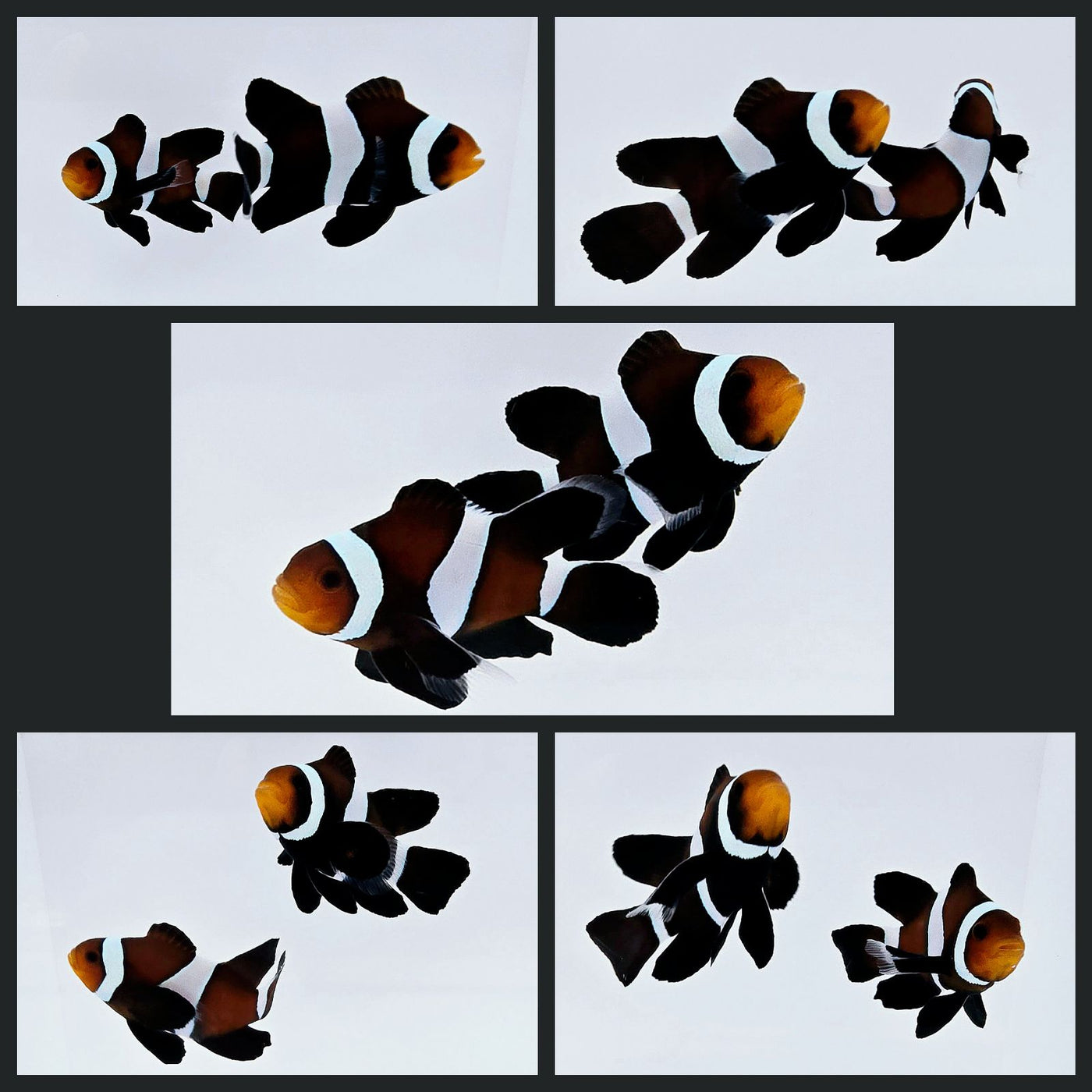 Clownfish Bonded Pair Chocolate/Black Roundtail Longfin
